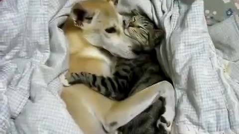 Dog and cat sleeping together