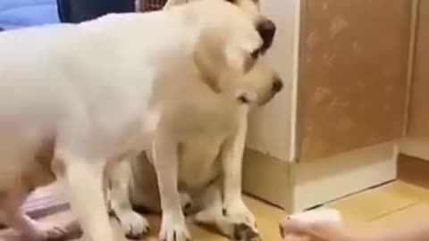 funny dogs skit