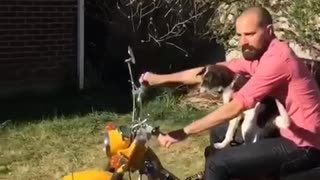Dog rides on motorcycle
