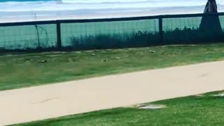 Small Brown Dog Takes Flight At The Beach