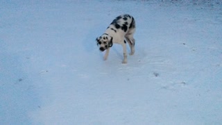 Great Dane goes crazy rolling in the new snow