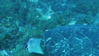 Diver Capture An Old Turtle On Video Under Water