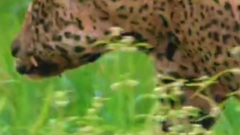El jaguar amazónico en la Reserva Nacional de Vida Silvestre Amazónica Manuripi