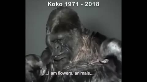 KoKo's last message to mankind