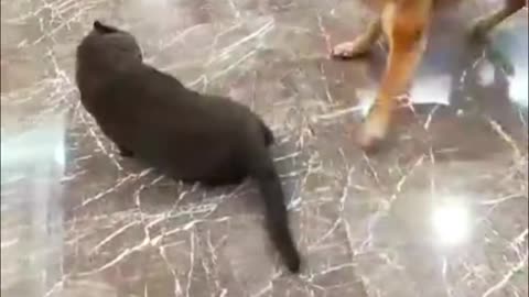 funny video of cat and dogs