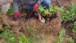 Korean Gold Sweet Potatoes Grown In A Straw Bale - Harvesting