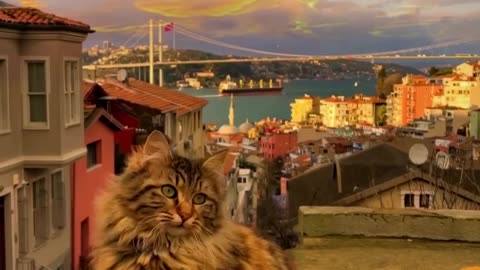 Beautiful Sunset with Cat