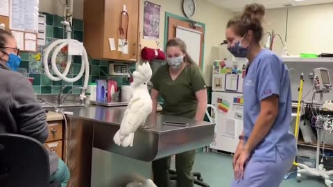 A male cockatoo dance off with Vet Hospital Staff!!