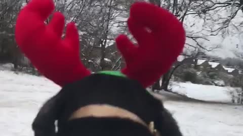 Black dog blue swear red antlers sledding