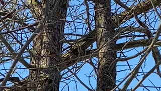 Wood pecker at work