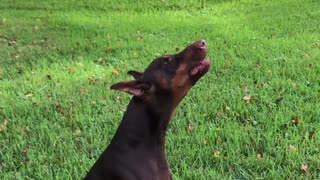 Pinscher Has Conversation with Passing Firetruck