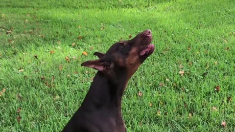 Pinscher Has Conversation with Passing Firetruck