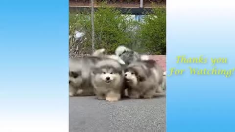 Funny animal videos - Impossible not to laugh - Funny videos