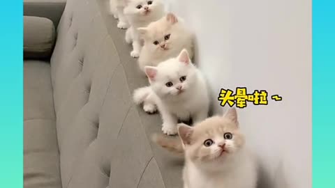 Cute Cats Video