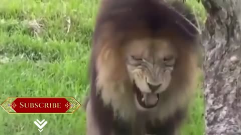 funny dog and the lion mocking