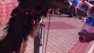Camel Chugs Two Bottles of Water