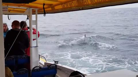 Whale jumps out of nowhere during sight seeing tour.