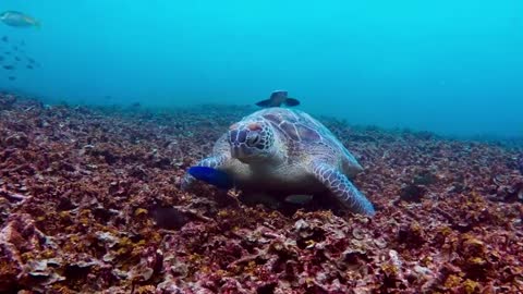 Tartaruga se alimentando no fundo do mar