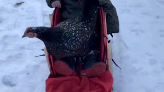Just a boy and his chicken going on a sleigh ride