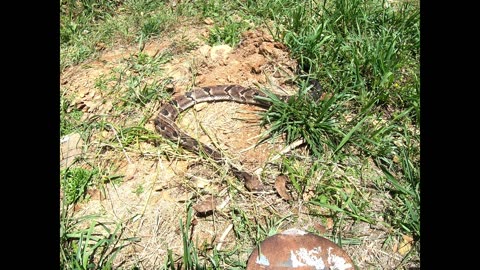Bush Hogging Brothers Property, Rattle Snake Killed