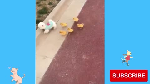 puppy race against ducklings