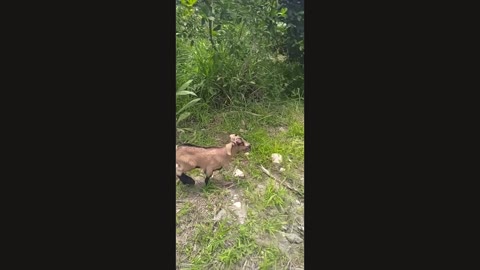 goat's joy in the pasture