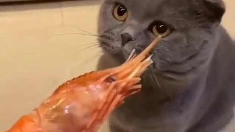 You have never seen such reaction of cat on food