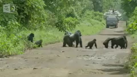 Team of gorila blocked the main road in Africa