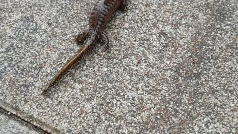 Lizard walking outside after rain.