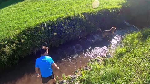 dogs training