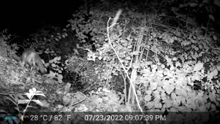 Fox-Racoon-Deer-Ground Hog