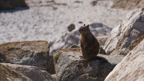 Wild squirrel sitting on rock
