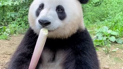 Pandas are delicious