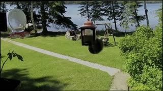 Squirrel Spinning on Bird Feeder