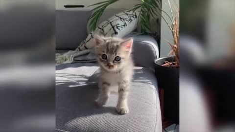 Baby cat videos compilation