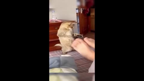 Weird Funny Cat Vids