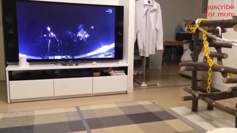 Observen a este perro mirando la tele