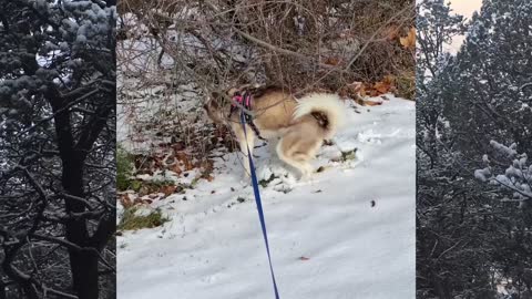 Husky First Snow of The Year