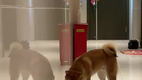 A puppy that fights with itself