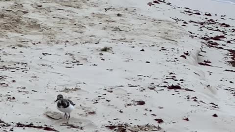 Seabirds on a Beach Near The Sea
