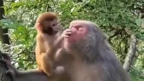 Watched the monkey and his son