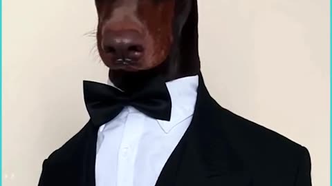 Plutoman Dog Is A Fashion Model