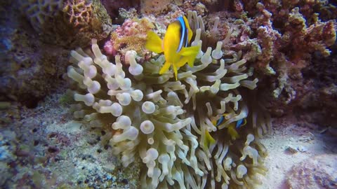 Meditation/Relaxation Cinematic Music - Coral Reef and Tropical Fish Footage