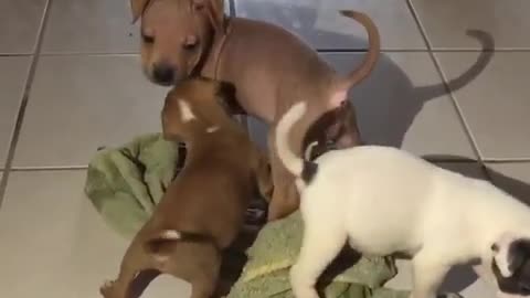 Younger foster puppy plays with foster sibling