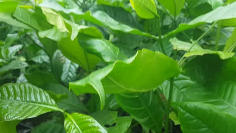 Arabica coffe plant