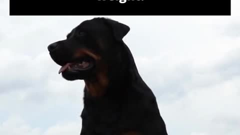 5 Amazing Facts About Rottweilers