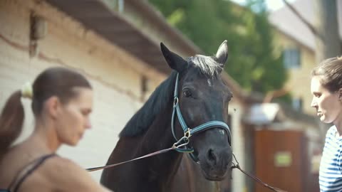 Black horse shakes his mane and young women working in the stable