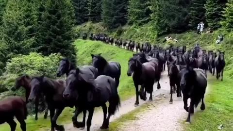 Lots of horses in jungle #shorts #shortvideo #video #virals #videoviral