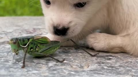 When the puppy meets the katydid