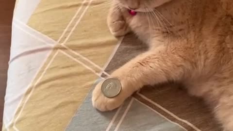 Cat_Mimics_Owner_s_Coin_Trick____ViralHog